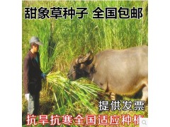 台湾甜象草 高产牧草 鸡鸭鱼鹅羊牛猪专用今日包邮 本产品支持七天无理由退货图3