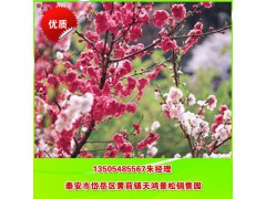 绿化樱花 直销日本樱花 晚樱花 专业培育樱花图1