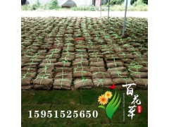 马尼拉草坪皮 果岭草 四季青 工程绿化成活率高图1