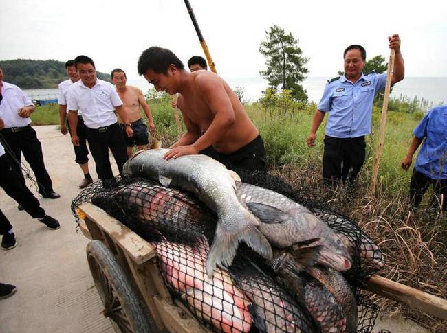 据了解，这种捉鱼的“迷魂阵”是倒关门，鱼是只能进不能出，进去后就迷路，有去无回。